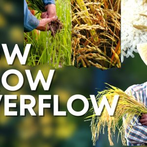 Sow Grow Overflow